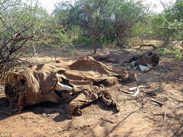 Just 352,271 African savannah elephants remain in the wild, it has been revealed.