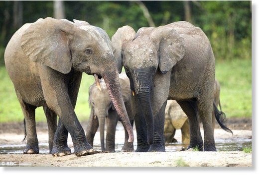 The results were revealed on the same day that scientists said 65% of African's forest elephants had been wiped out