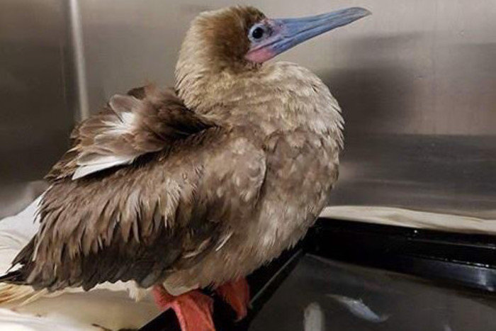 Red-footed booby