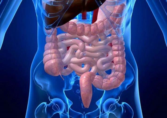 gut intestinos 