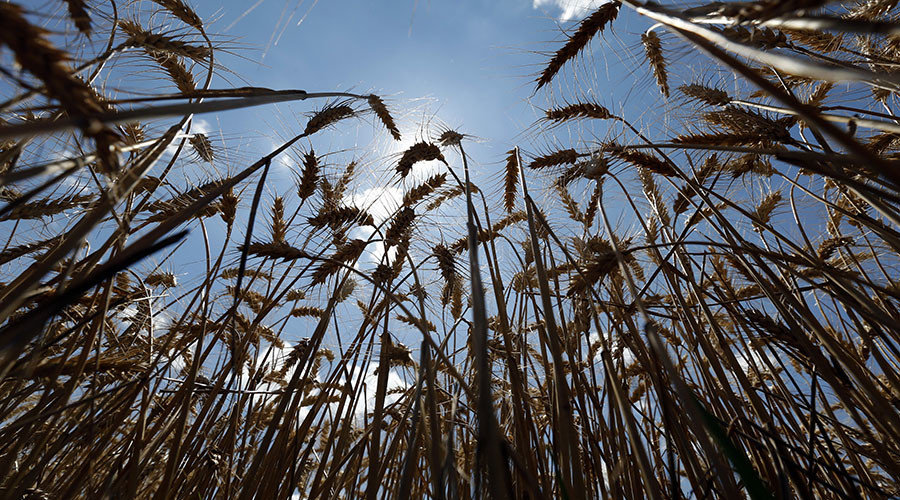 Click to enlarge Wheat crops