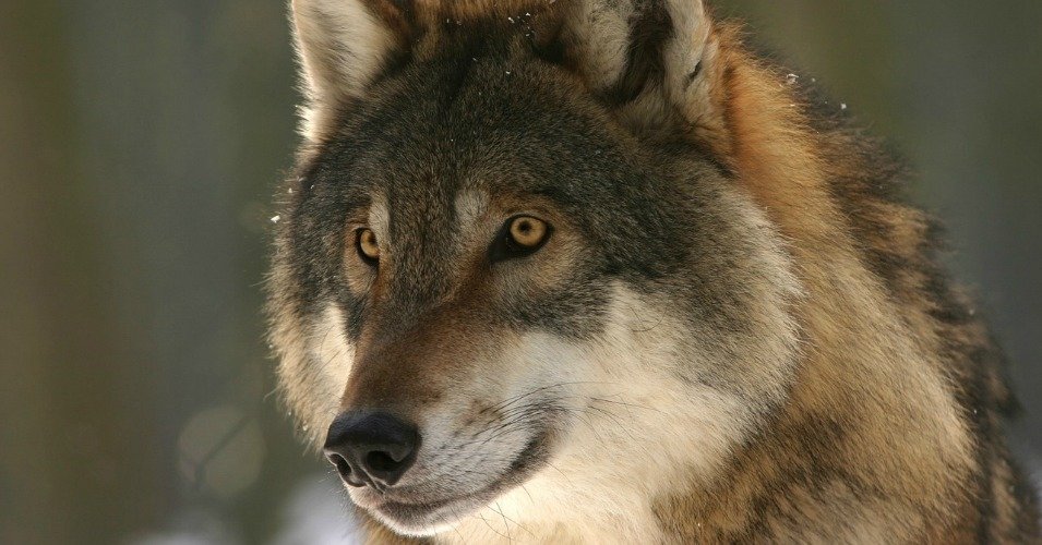 Click to enlarge wolf