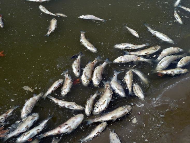 Dead fish