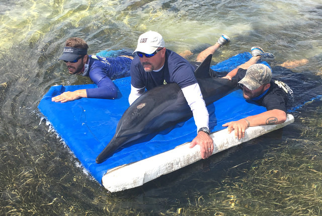 Staff of the Dolphins Plus Marine Mammal Responder team bring one of three stranded spinner dolphins to a rescue boat