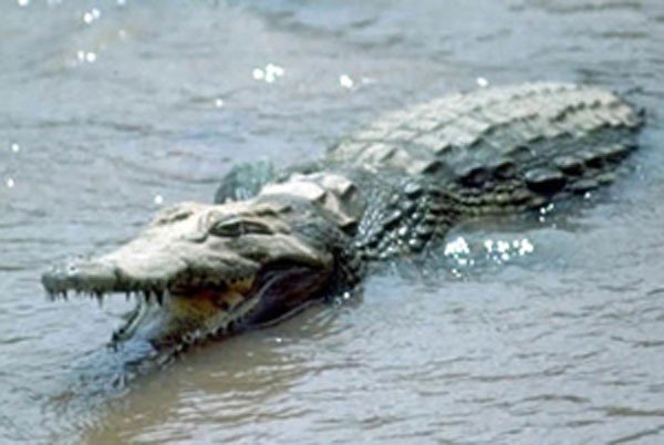 Click to enlarge To be avoided when swimming