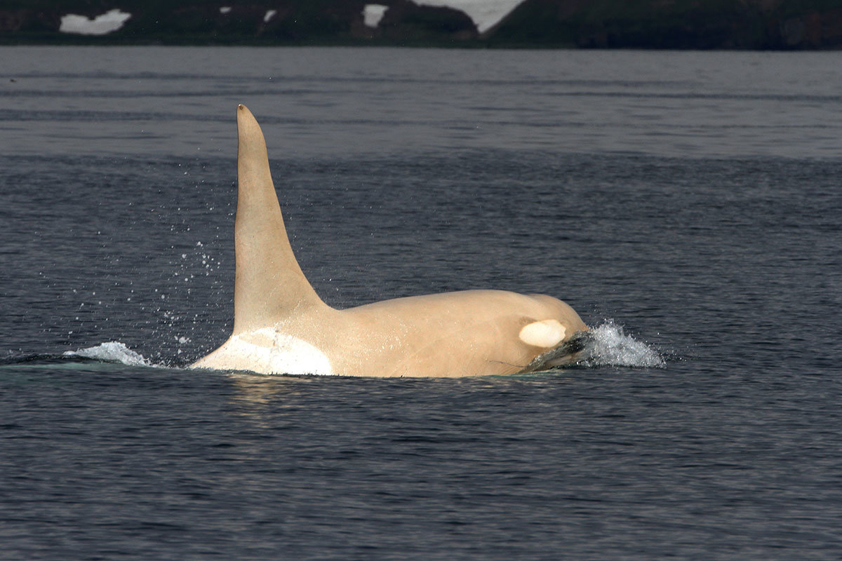 Click to enlarge white orca, white killer whale