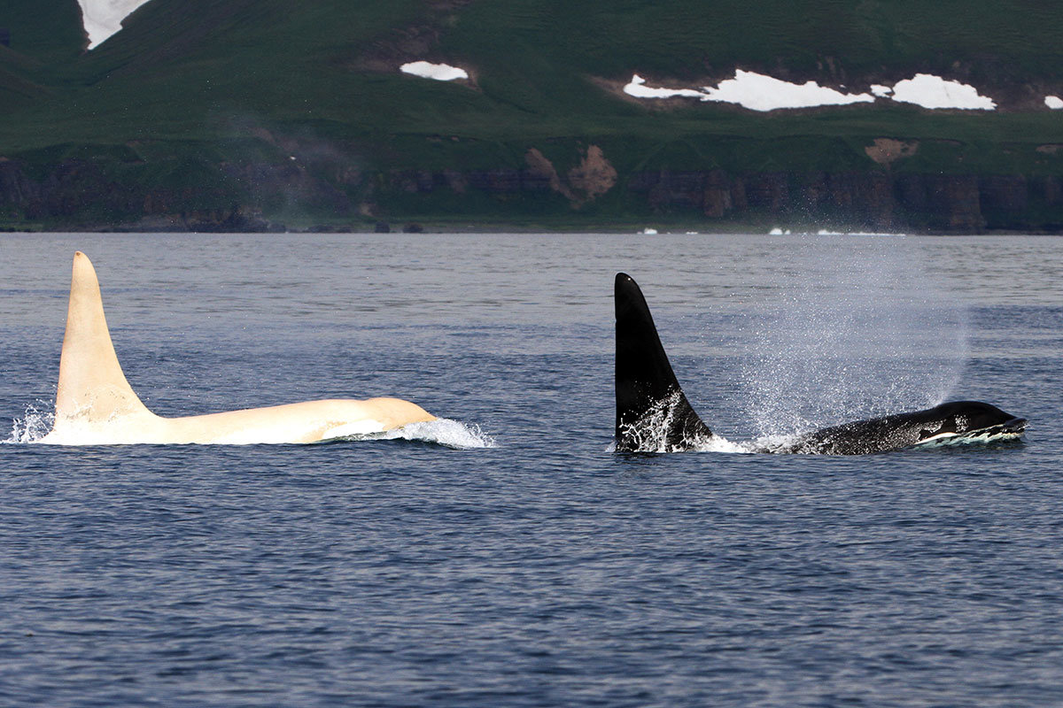 white orca, white killer whales