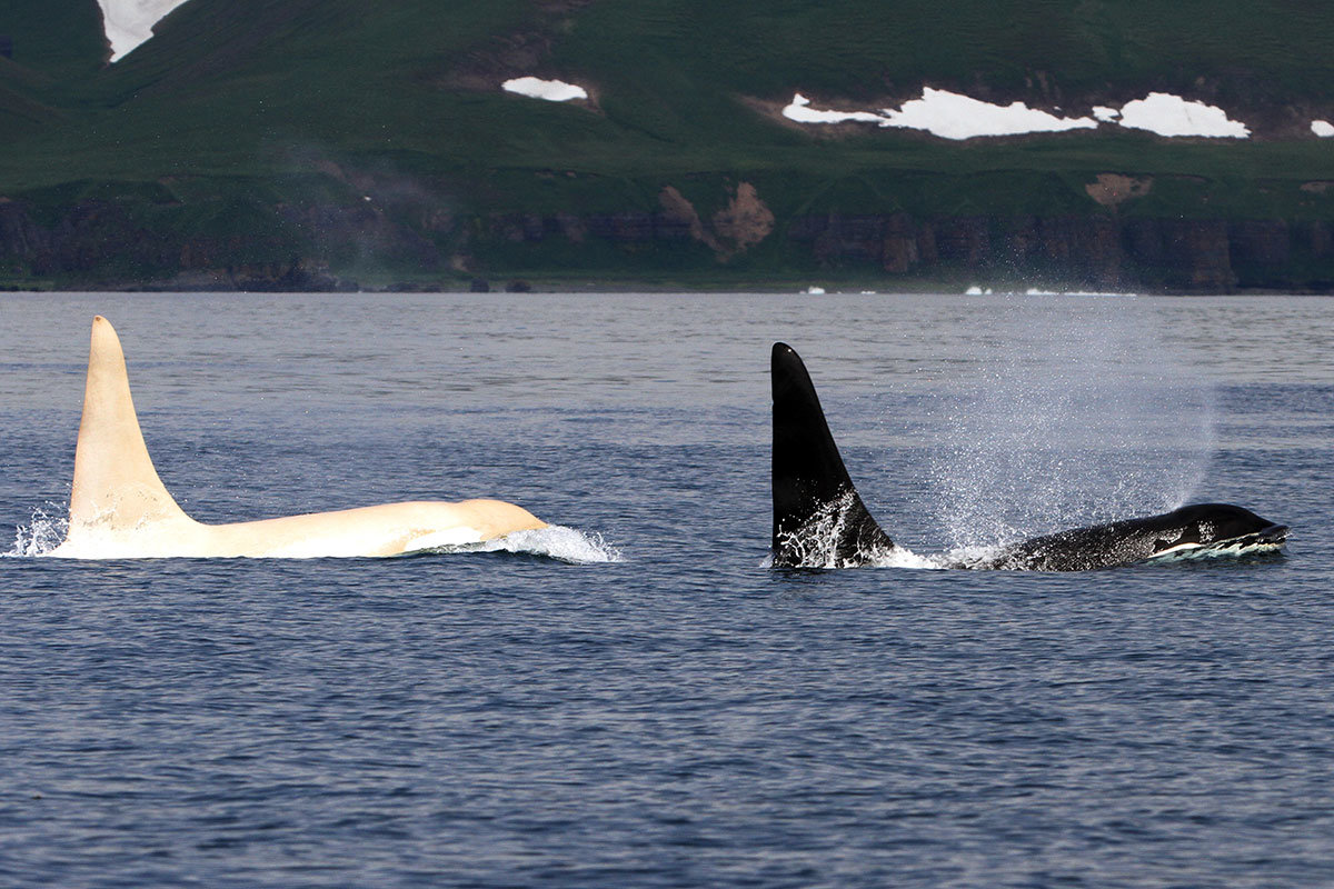 Click to enlarge white orca, white killer whales