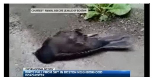 Dead Birds