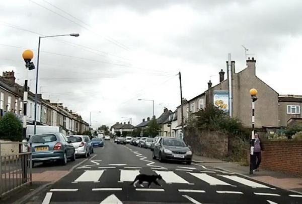 cat crossing
