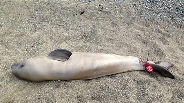 Click to enlarge This newborn beluga was one of two found dead near Rimouski in July 2013. Scientists suspect the babies die of starvation after separation from their mothers and that underwater noise from human activity is disrupting communications between mother and cal
