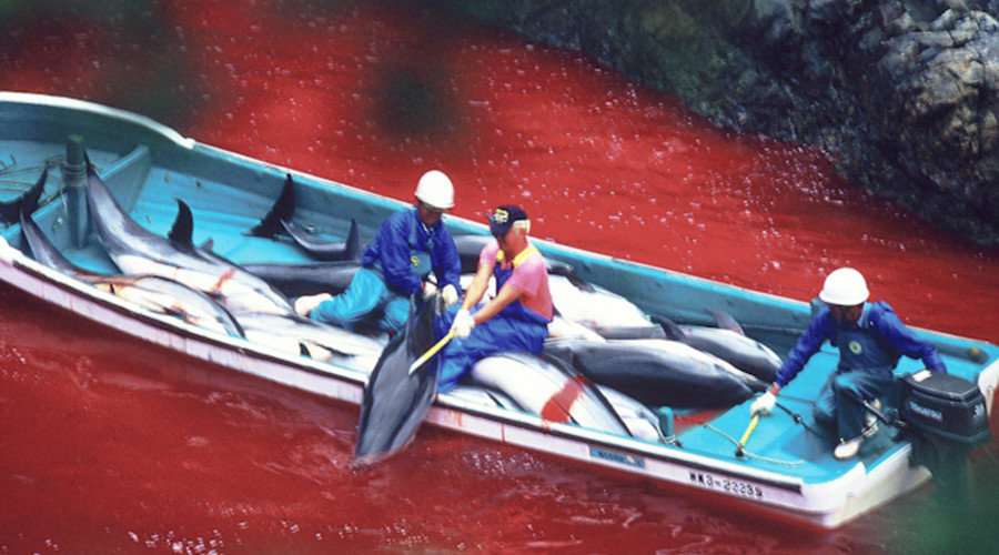 Dolphin Hunt in Taiji