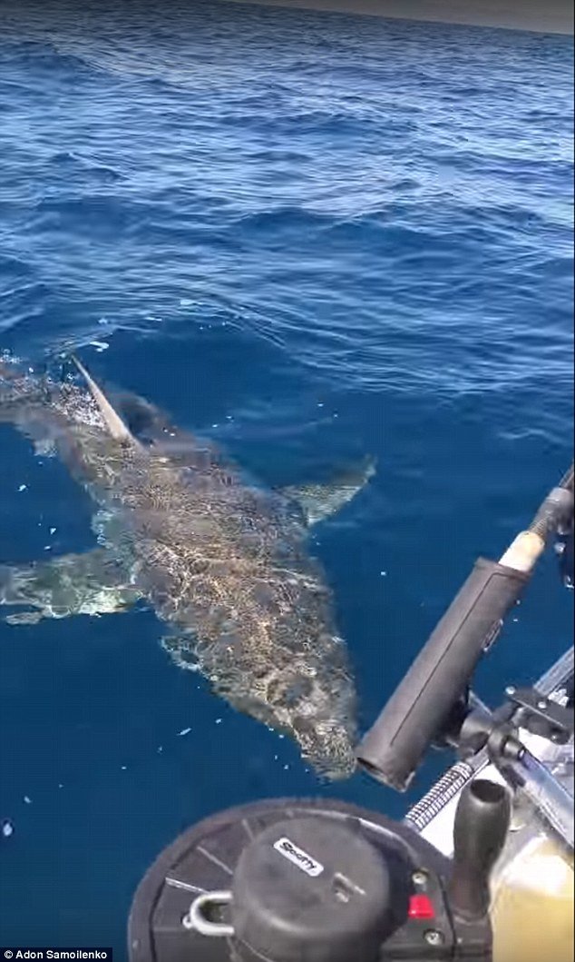 Adon Samoilenko got too close for comfort with a great white shark while fishing in South Australia