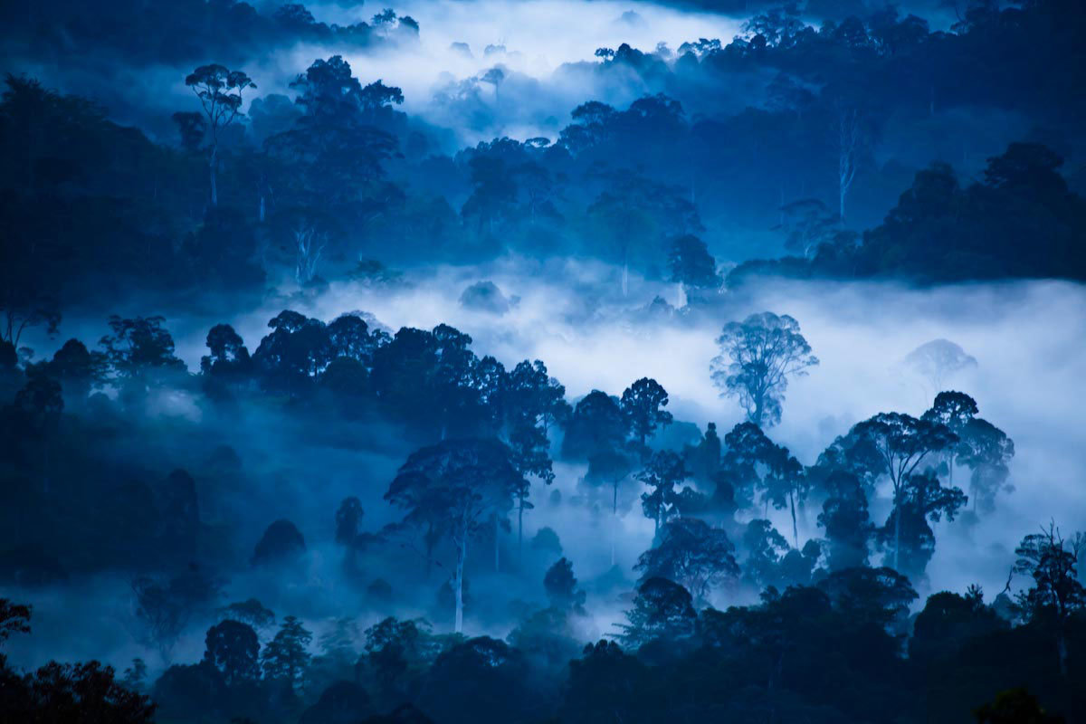 Vanishing wilderness
