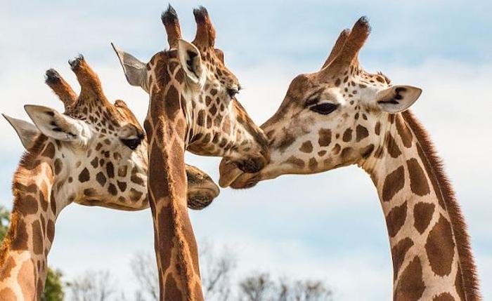 3 giraffes