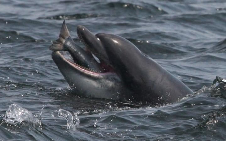 dolphin