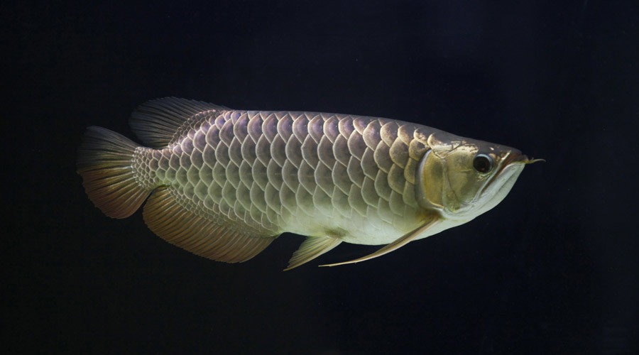 A Sapphire Golden Arowana