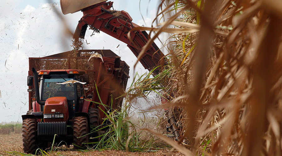 sugar cane harvesting