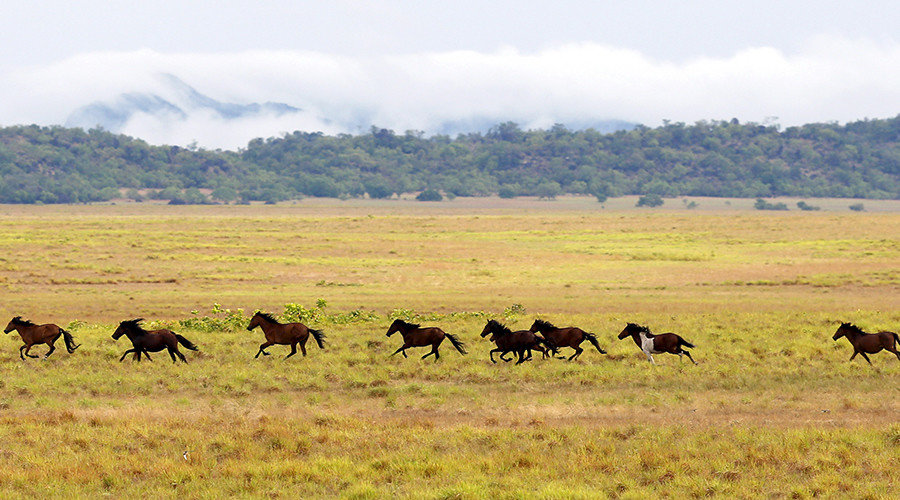 Horses to be killed