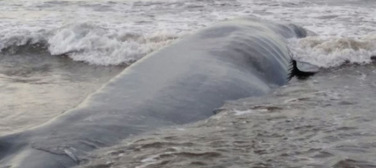 A team of four forest officials, local NGOs and fishermen worked for around eight hours to drag the animal into deeper waters.