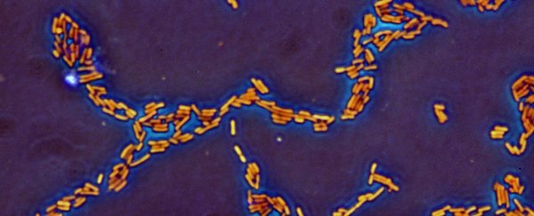 Click to enlarge Bacteria