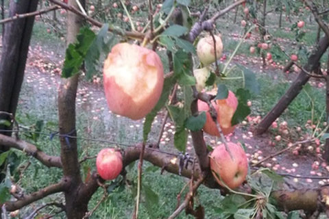 Click to enlarge Locals said that they have never witnessed such a huge damage to the horticulture in the area.
