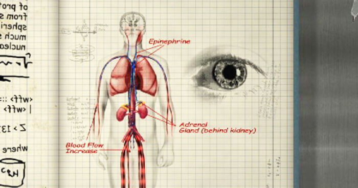 Click to enlarge The science behind fight or flight