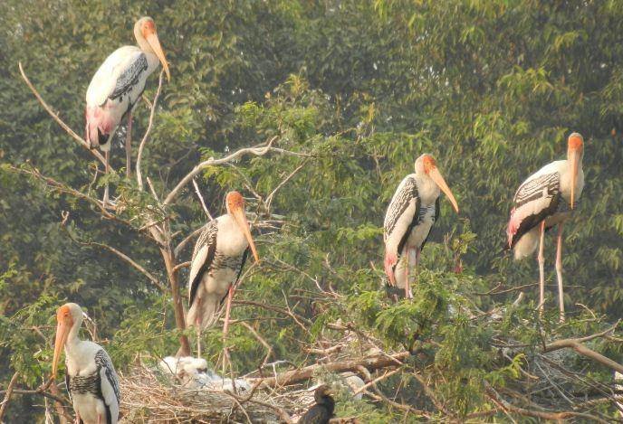 Adjutant storks