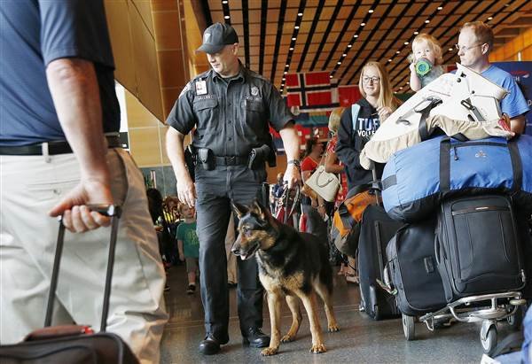 airport dog