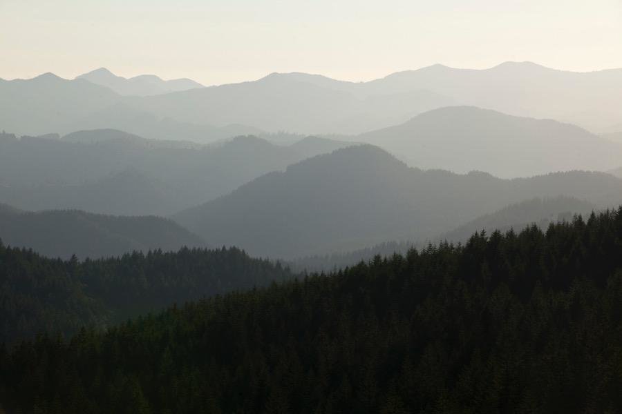 mercury pollution forests