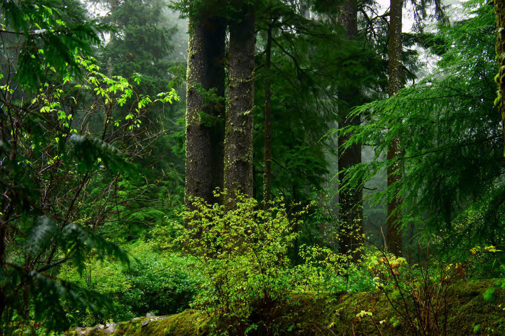 Vegetation mercury release