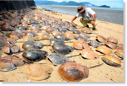 Shungo Takahashi measures dead horseshoe crabs at a tidal flat in Kita-Kyushu. 
