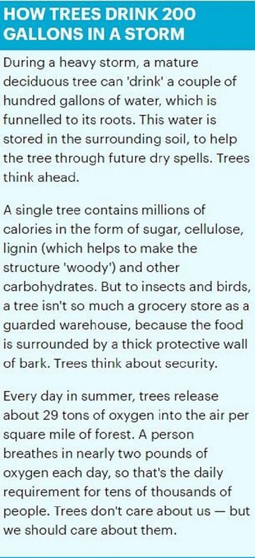 trees drinking water
