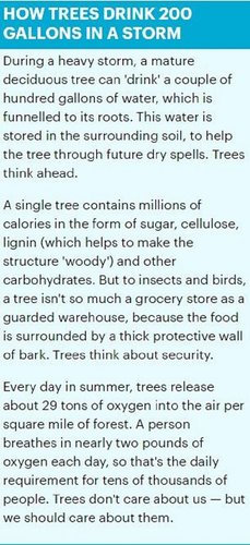 trees drinking water