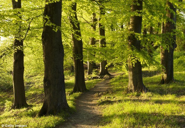 Trees in a forest