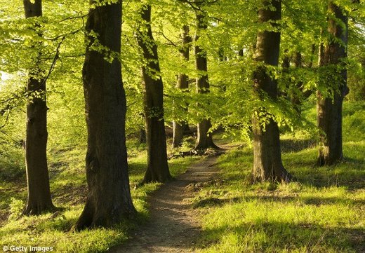 Trees in a forest