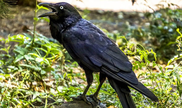 New Caledonian crows can fashion hooks out of wire to grab titbits