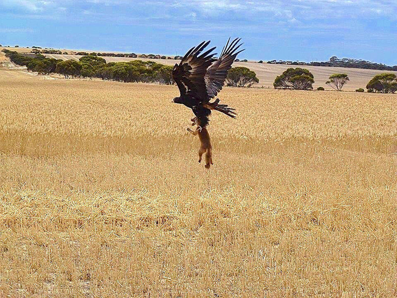 wedged-tailed eagle