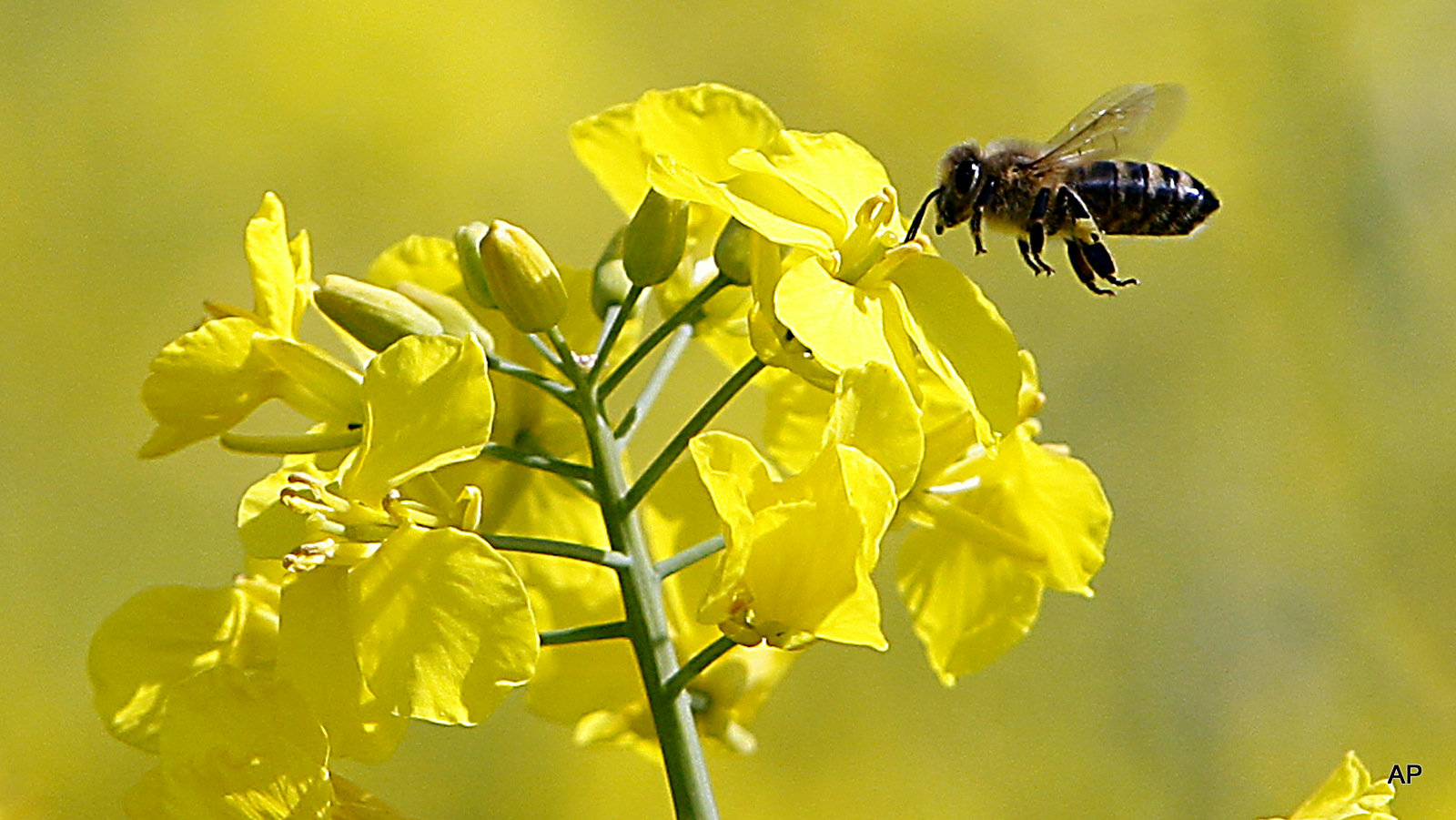 Click to enlarge bees