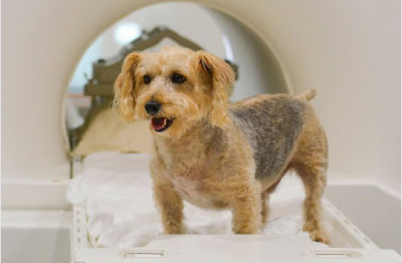 Click to enlarge terrier