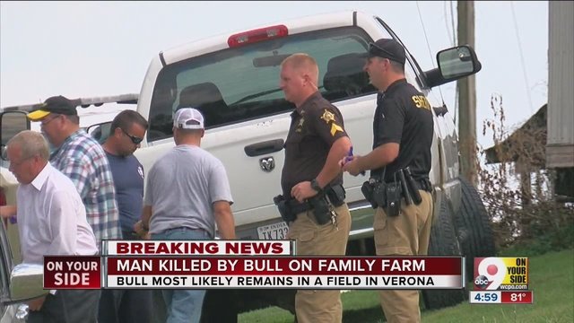 bull attack