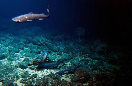 A deep sea shark 