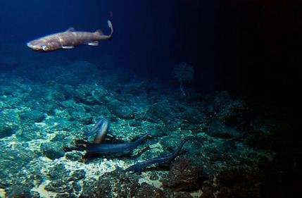 Click to enlarge A deep sea shark