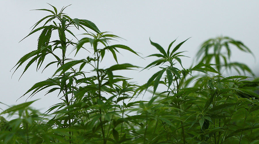 Marijuana study