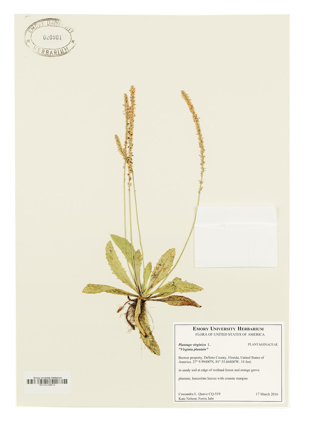 Click to enlarge plants