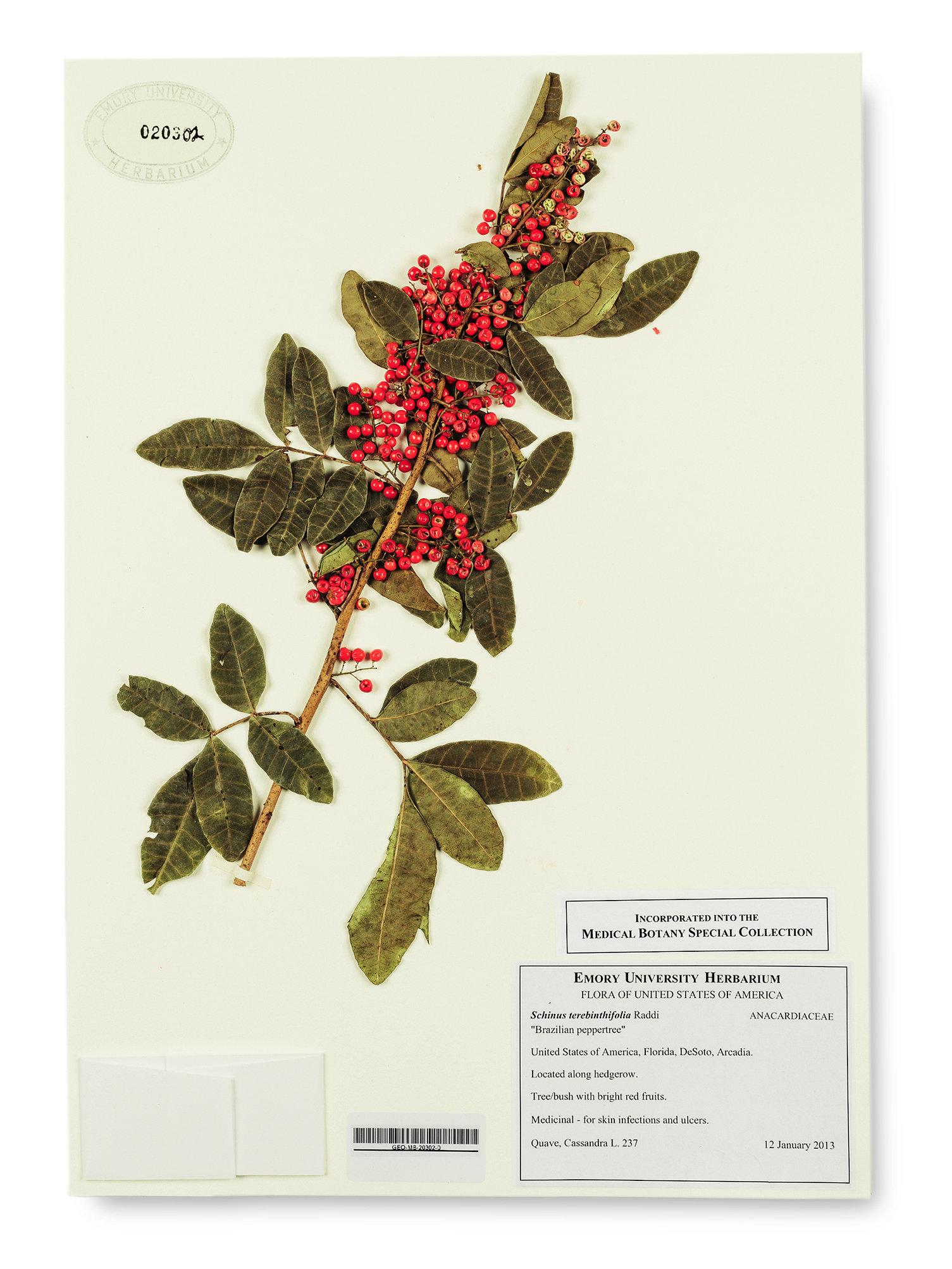 plant medicine