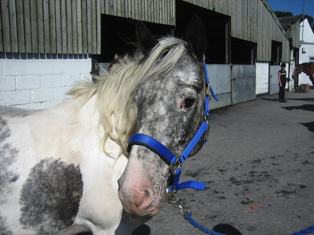 Pony