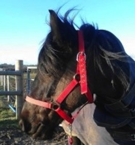 Pony