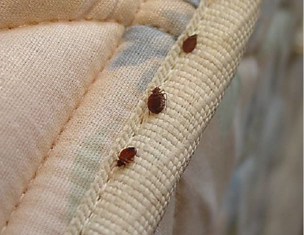 bedbugs