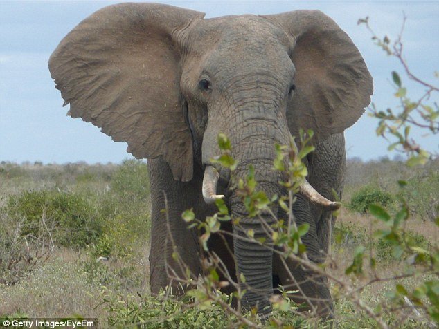 He suffered serious injuries to his left leg and died after the elephant (stock) charged at him 
